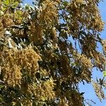 Quercus ilex Flor