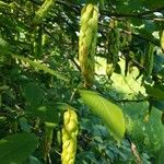 Carpinus cordata Fruto