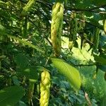 Carpinus cordata Fruit