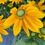 Heliopsis helianthoides Flower