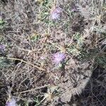 Centaurea calcitrapaFlower