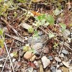 Medicago truncatula Fruto