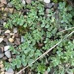 Petrosedum montanum Leaf