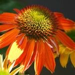 Echinacea purpurea Цвят