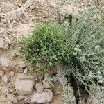 Gymnocarpos decander Otro