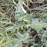 Cirsium tuberosum 葉