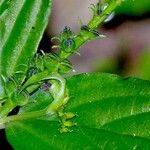 Spigelia humboldtiana പുഷ്പം