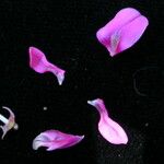 Indigofera cassioides Fruit