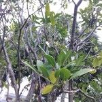 Pilocarpus pennatifolius Blad
