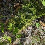 Lycopodium dendroideum Blatt