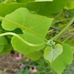 Luffa operculata Leaf