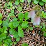 Linnaea borealis Ліст