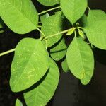Euphorbia colletioides Yaprak