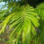 Cojoba arborea Leaf