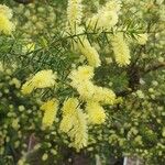 Acacia verticillata 花