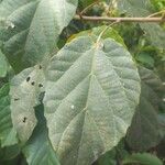 Alchornea cordifolia Frunză
