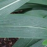 Setaria palmifolia Leaf