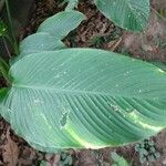 Calathea cylindrica Leaf