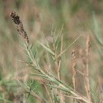 Aeluropus littoralis Plante entière