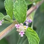 Lippia alba Цвят