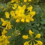 Coronilla valentina Blüte