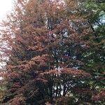 Parrotia subaequalis Hábito