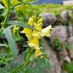 Linaria angustissima Blomst