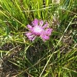 Centaurea nervosa 花