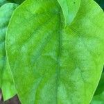 Cordia subcordata Leaf