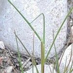 Schismus arabicus Hoja