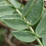 Oxytropis campestris Blad