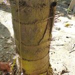 Acrocomia aculeata Corteza