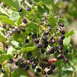Searsia tripartita Fruit