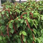 Acalypha hispidaYaprak