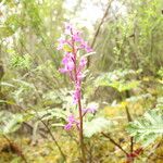 Anacamptis palustris Цвят