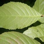 Cleidion castaneifolium Leaf