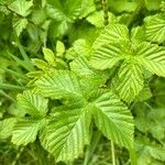 Filipendula ulmaria Blad