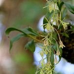 Epidendrum conopseum Cvet