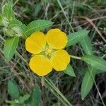 Ludwigia peruviana Blomst