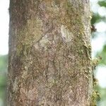 Eugenia pseudopsidium Bark