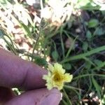 Pilosella officinarum Kvet