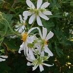 Montanoa bipinnatifida Flower