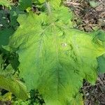 Smallanthus connatus Hoja