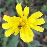 Leontodon tuberosus Flower