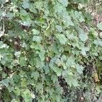 Ribes magellanicum Hábito