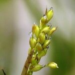 Carex alba 果實