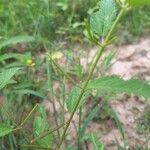 Corchorus orinocensis Fruit