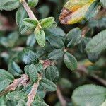 Cotoneaster microphyllus পাতা