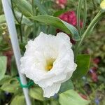 Eustoma russellianumFleur