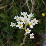 Saxifraga hostii Blomma